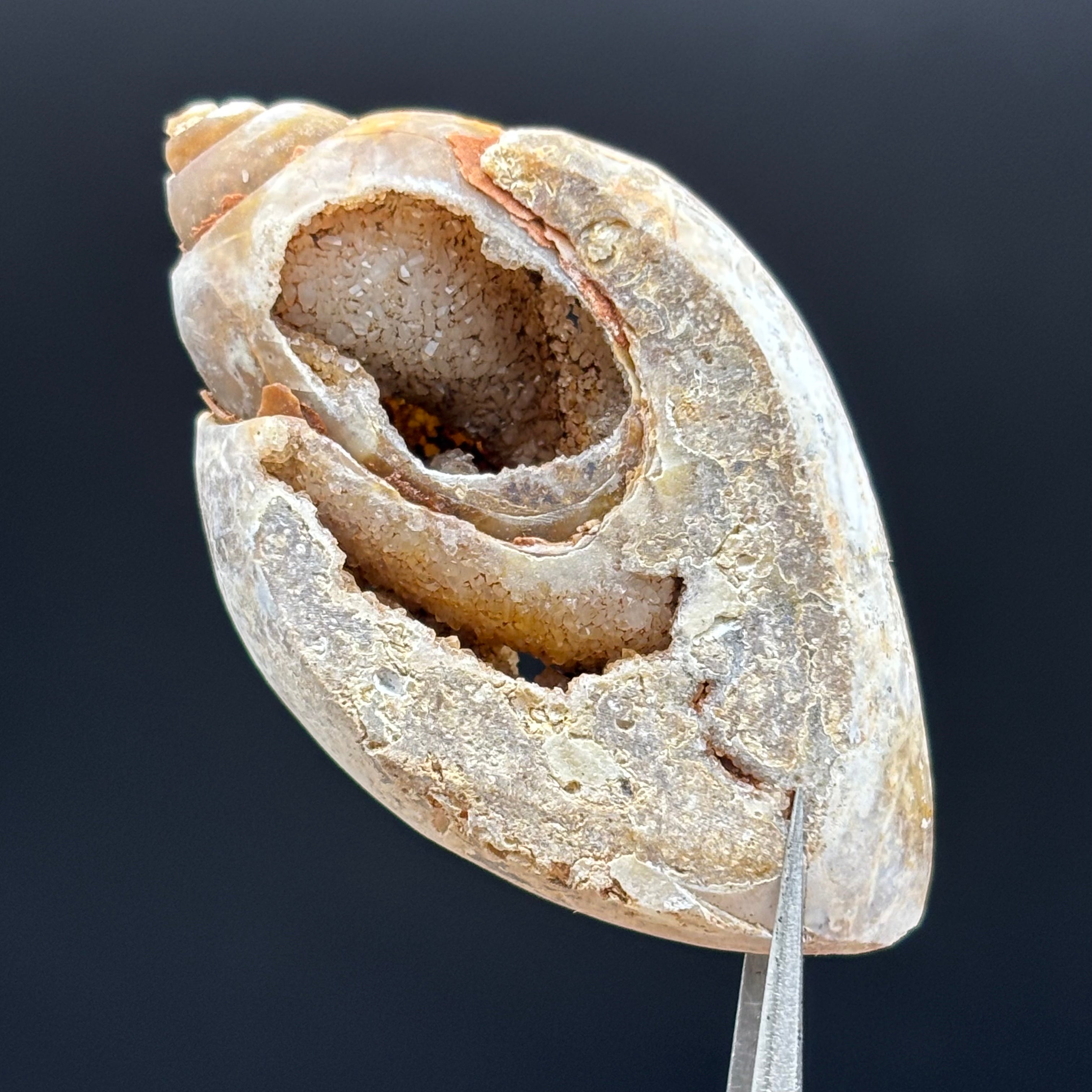 Microcrystalline Seashell