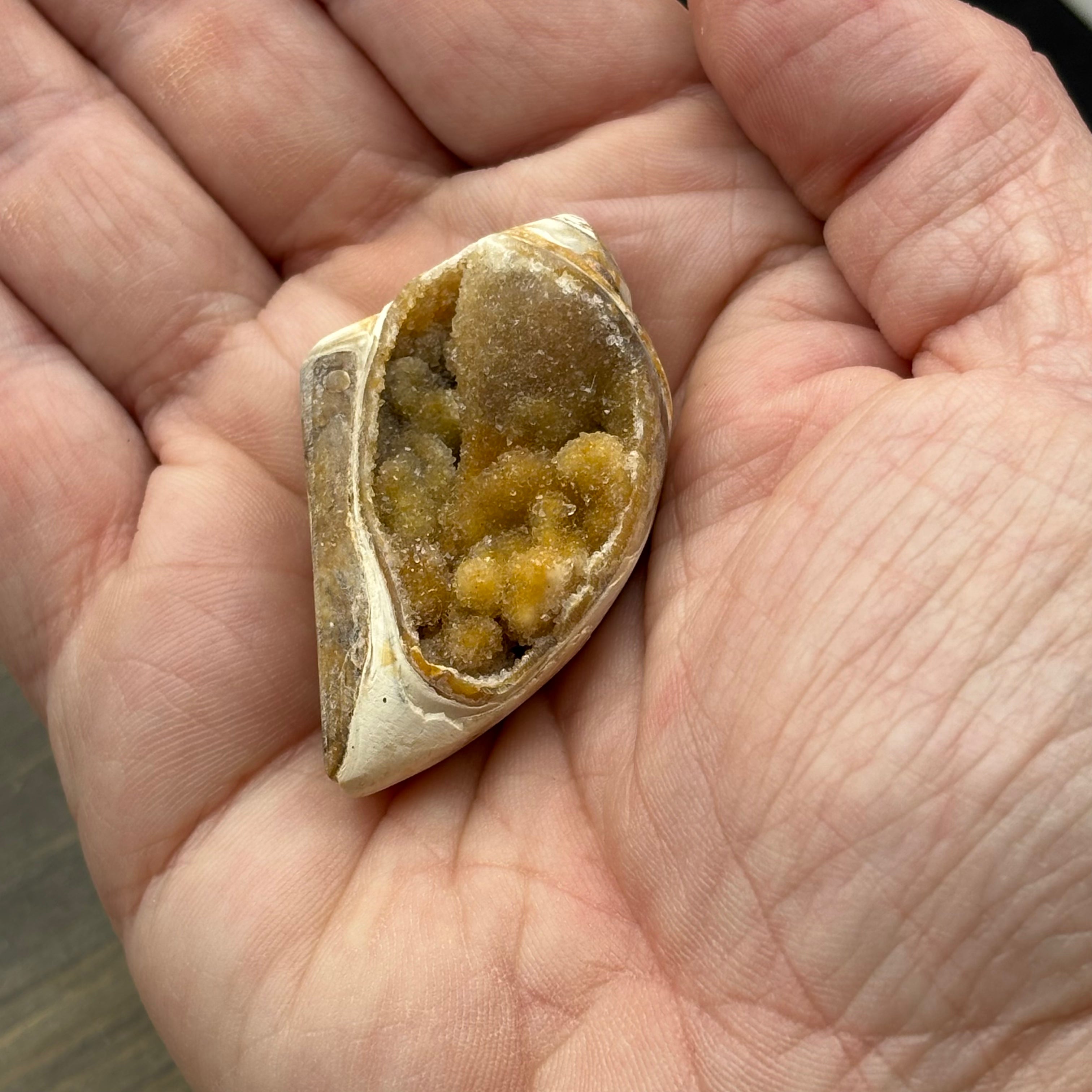 Microcrystalline Seashell
