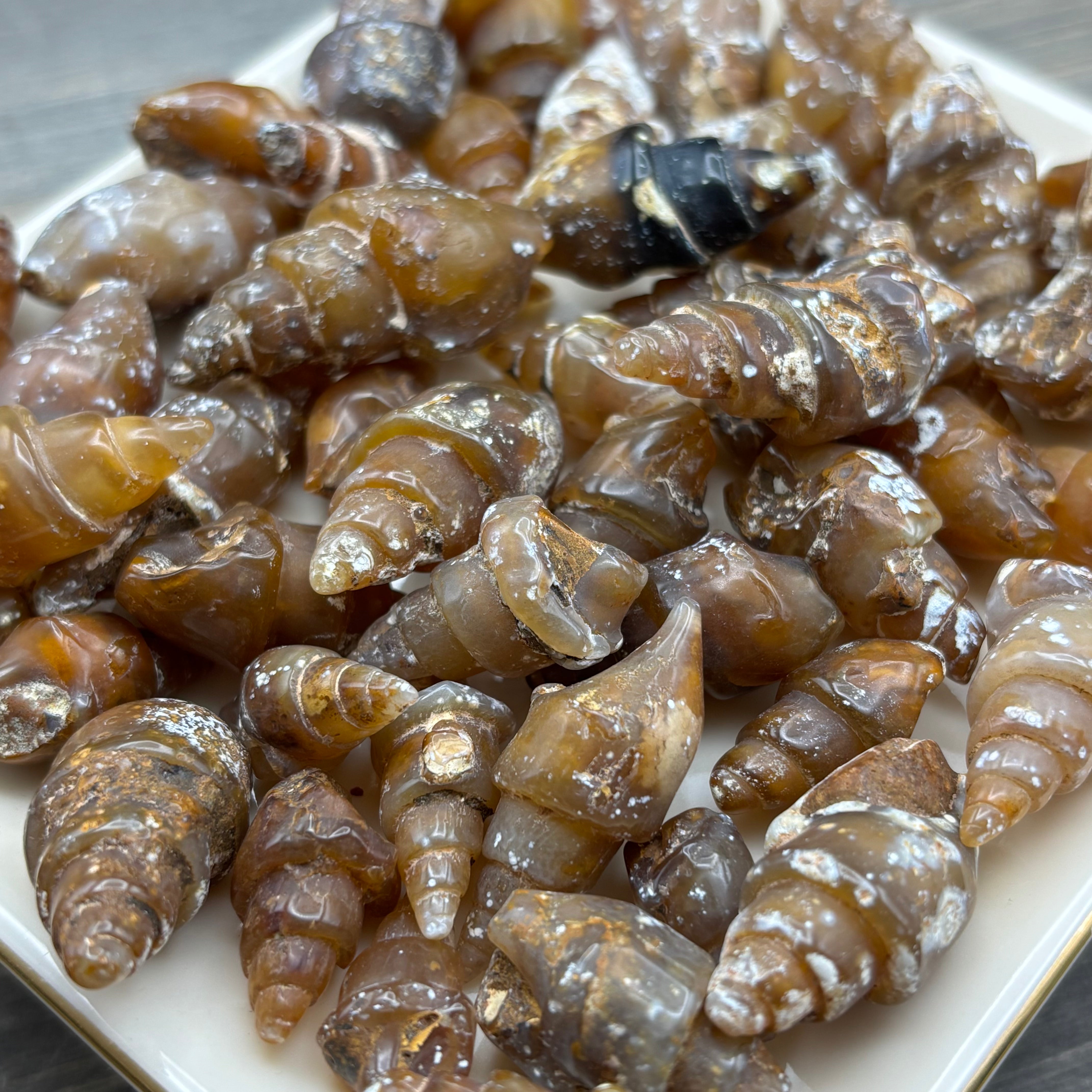 Carnelian Replaced Shell, Kit of 3