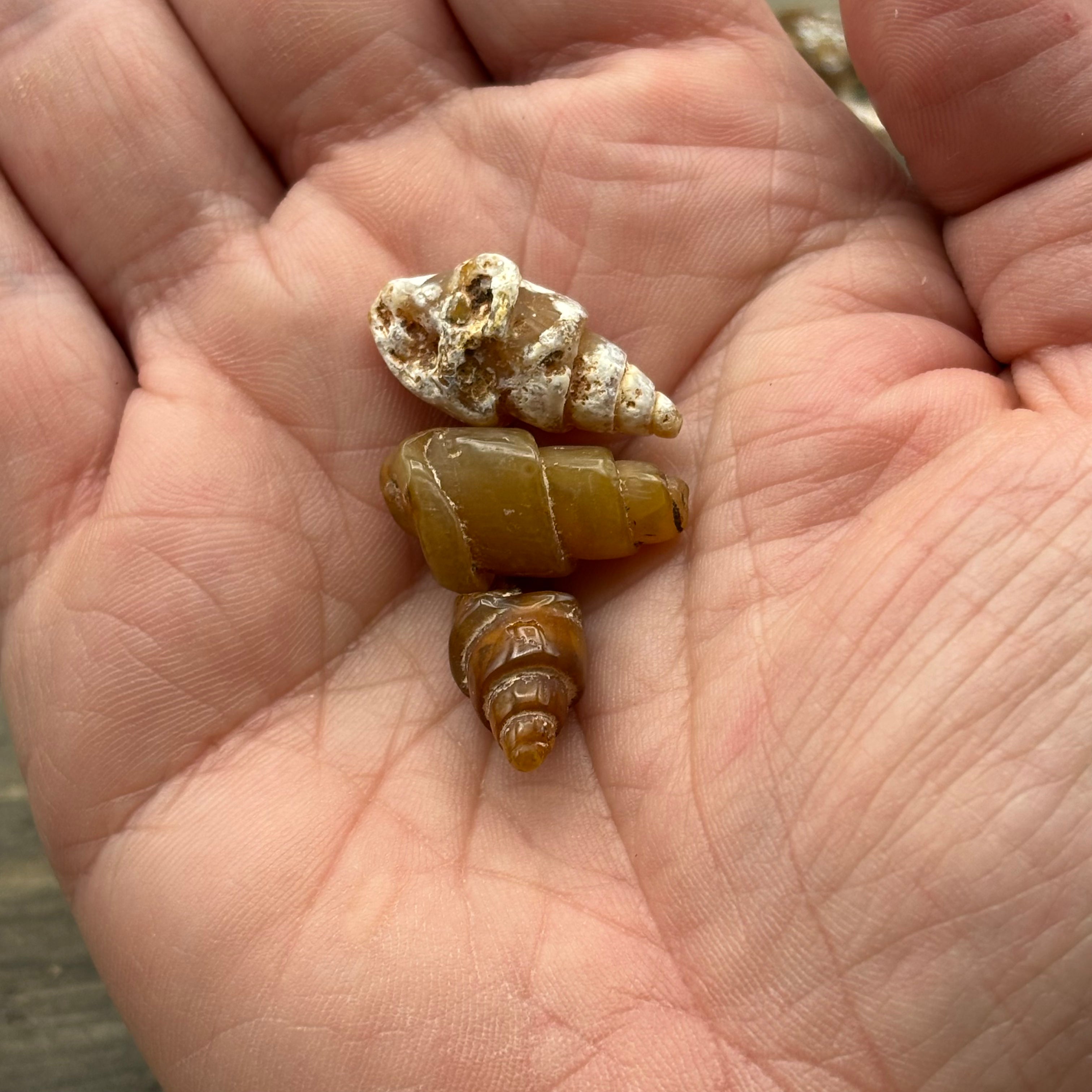 Carnelian Replaced Shell, Kit of 3