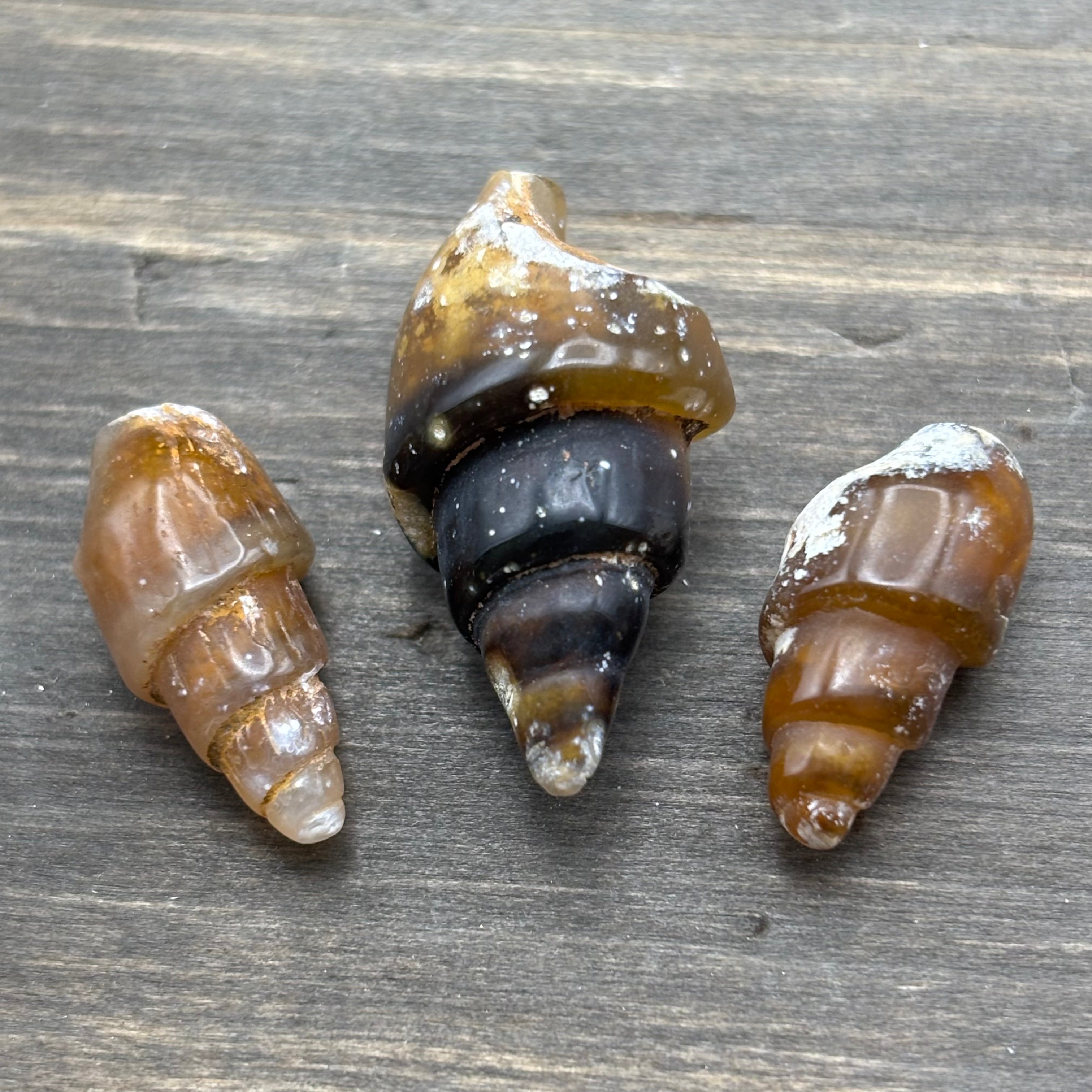 Carnelian Replaced Shell, Kit of 3