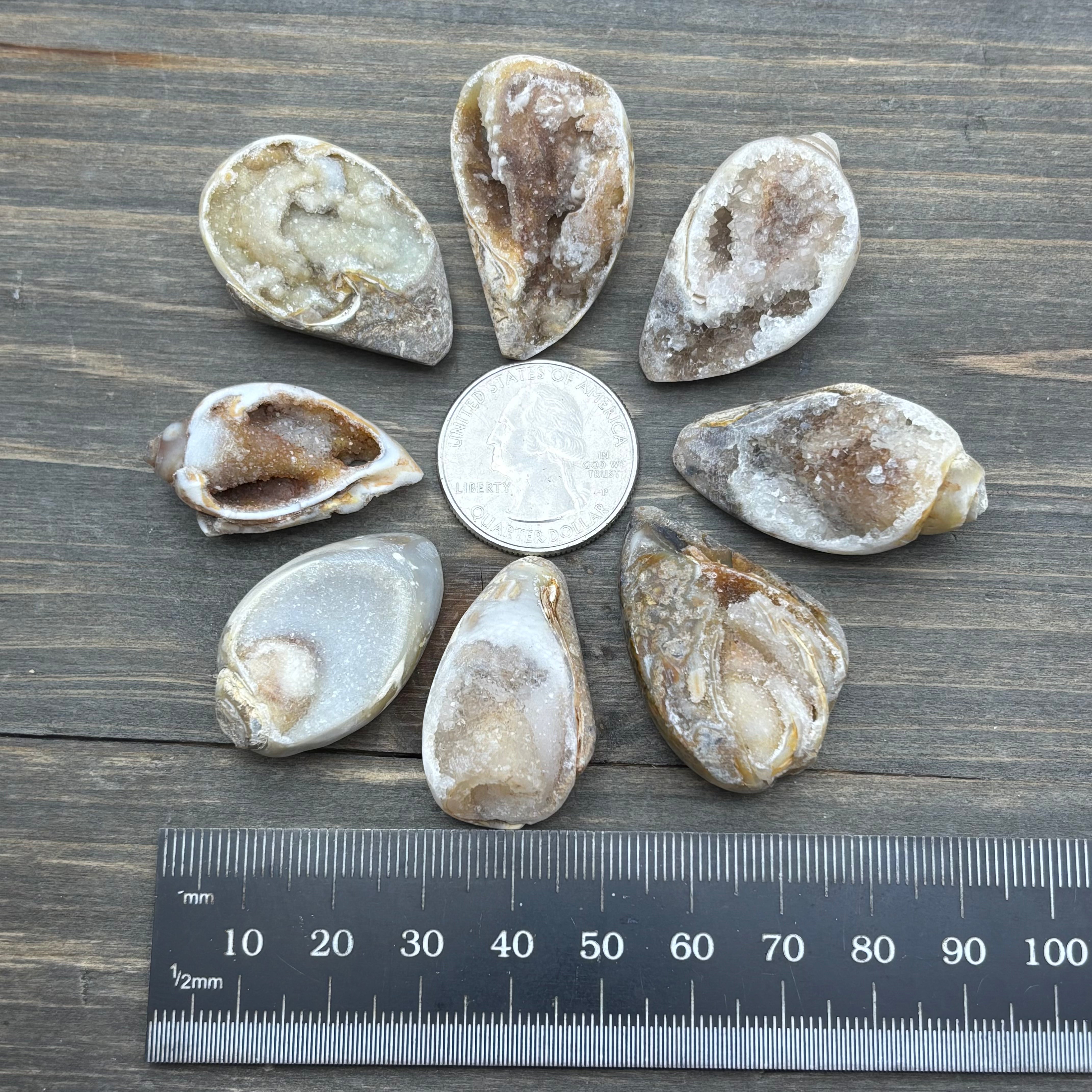 Microcrystalline Seashell