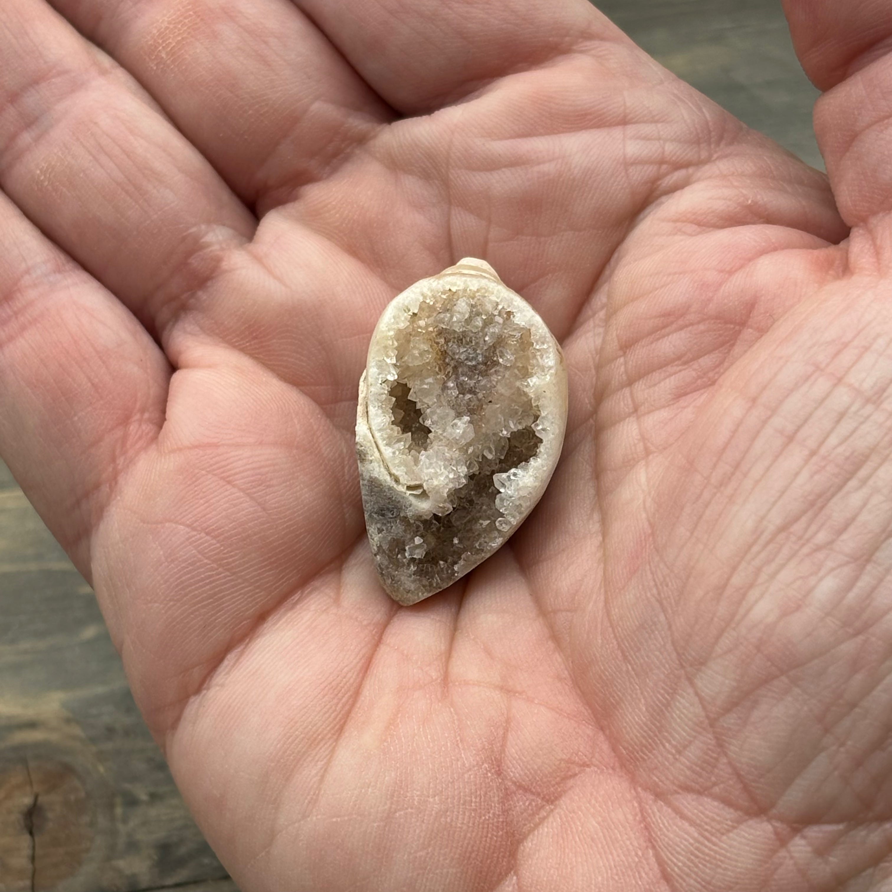Microcrystalline Seashell