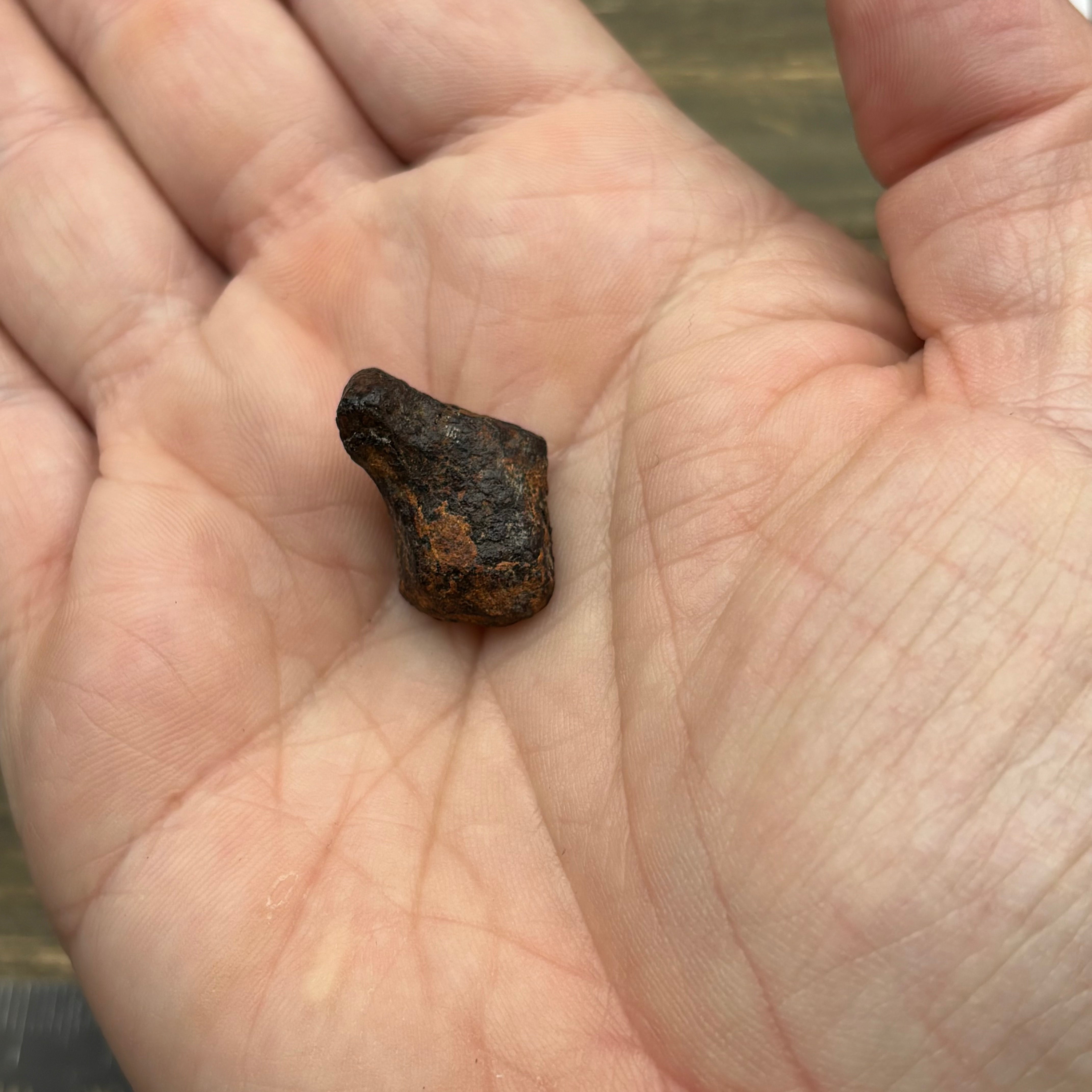 Meteorite, Half-Polished - 038