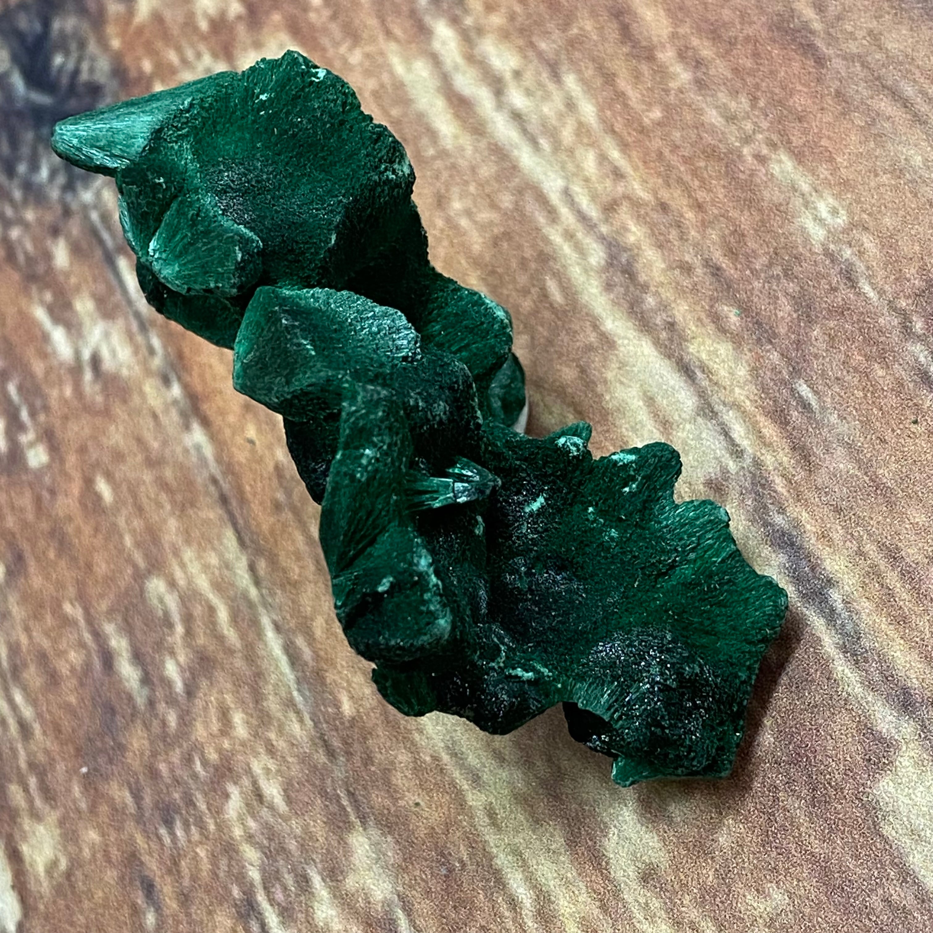 Emperor Malachite - 097